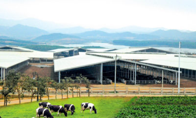 Xây Dựng Nhà Kho Nông Nghiệp (Việt Nam) - Steel Structured Cows Farm (Vietnam)