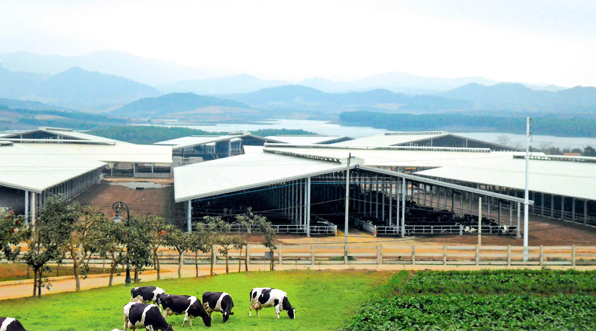 Xây Dựng Nhà Kho Nông Nghiệp (Việt Nam) - Steel Structured Cows Farm (Vietnam)