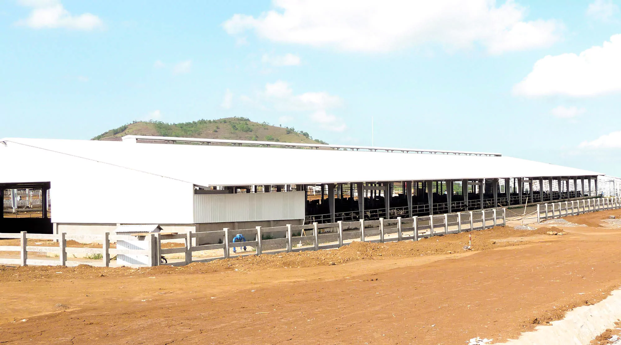 Xây Dựng Nhà Kho Nông Nghiệp (Việt Nam) - Steel Structured Cows Farm (Vietnam)