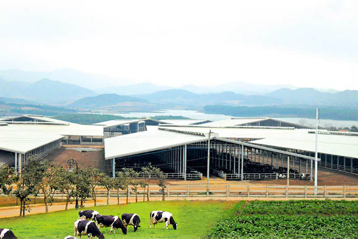 Xây Dựng Nhà Kho Nông Nghiệp (Việt Nam) - Steel Structured Cows Farm (Vietnam)